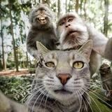 Selfie Cat CTO Portal