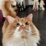 Котики, вино и немного путешествий