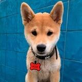 🐶KOJI🐶