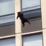 fall cat