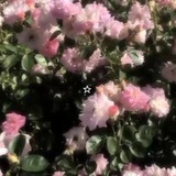 ˹ ➪ 𝚨Ꮪ𝚻𝚮𝚬𝚻𝚰𝐂 Ꮪ𝚶𝐂𝚰𝚬𝚻𝐘 ֺ˼ ֺ𓋜⎯꯭‌ 𓆩💗𓆪𓈒