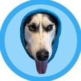 dogwifhood