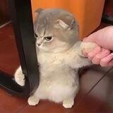 Angwy Cat Portal