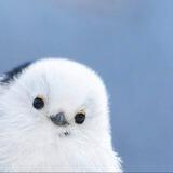 $BIRDIE - The cutest bird | Solana
