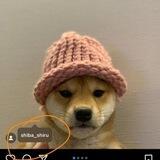 Shiba-Shiru