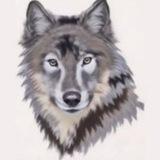 Wolf Global Group