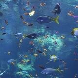 𝐓he 𝐎cean