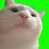 Vibing Cat $CATJAM