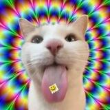 LSD Cat