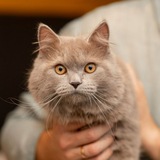 Кот Чуббака, покоривший Ваши❤️