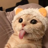 $LUIS 🐈👅- PORTAL