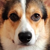 Лапки коротки