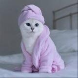 COBY THE CAT | PORTAL