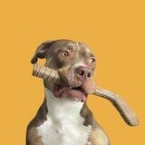 Pibble Portal