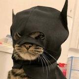 BatCat Portal