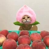 Peachy Cat 桃色的