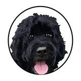 BO - Obama’s Dog
