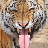 Dom Tigra