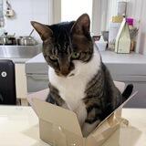 catwifbox $WIFBOX