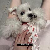 oreo