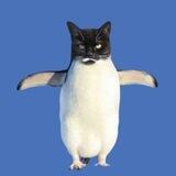 Pengwifcat Channel