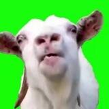$LICKGOATCOIN