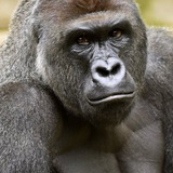 Harambe