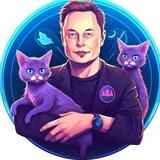Punchy | Elon's Cat