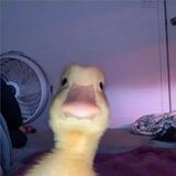 duck | portal