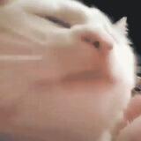 vibingcat