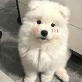 小洋 超强续租账密pc公群（续租）