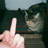 $FUCKCATS Portal