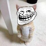 TROLL CAT