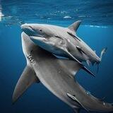杀鱼hx—鲨鱼🦈