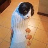 Sock Cat - Portal