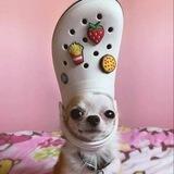 croc dog - $crod