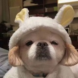维宝代收（说明来意）