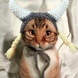 Floki Cat Portal
