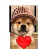 Moya Shib wif Hat