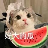 王炸，要不起！