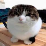 WAWACAT on SOL