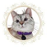 Nala Cat Official