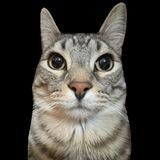 zazu | portal
