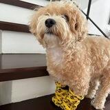 Dogwifsocks