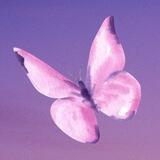 🦋Butterfly Finance | SOLANA
