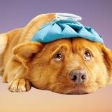 $BARK Coin