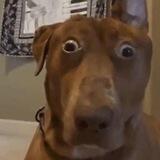 $DOGTISTIC Portal