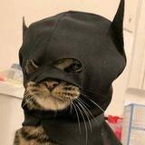 BatCat Portal