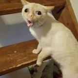 Coughing Cat