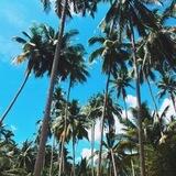 Perfect Phuket Property